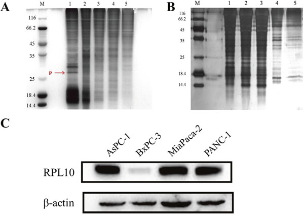 RPL10 specifically bound DMAPT.