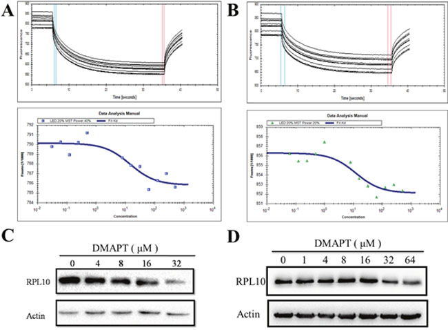 Interaction between DMAPT and RPL10 in vitro.