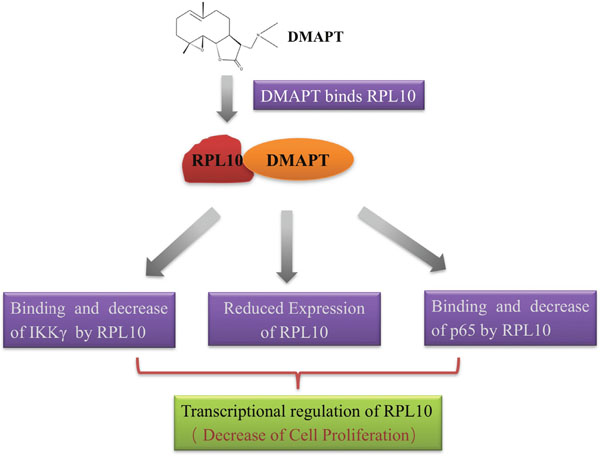 Proposed mechanism of action of DMAPT.