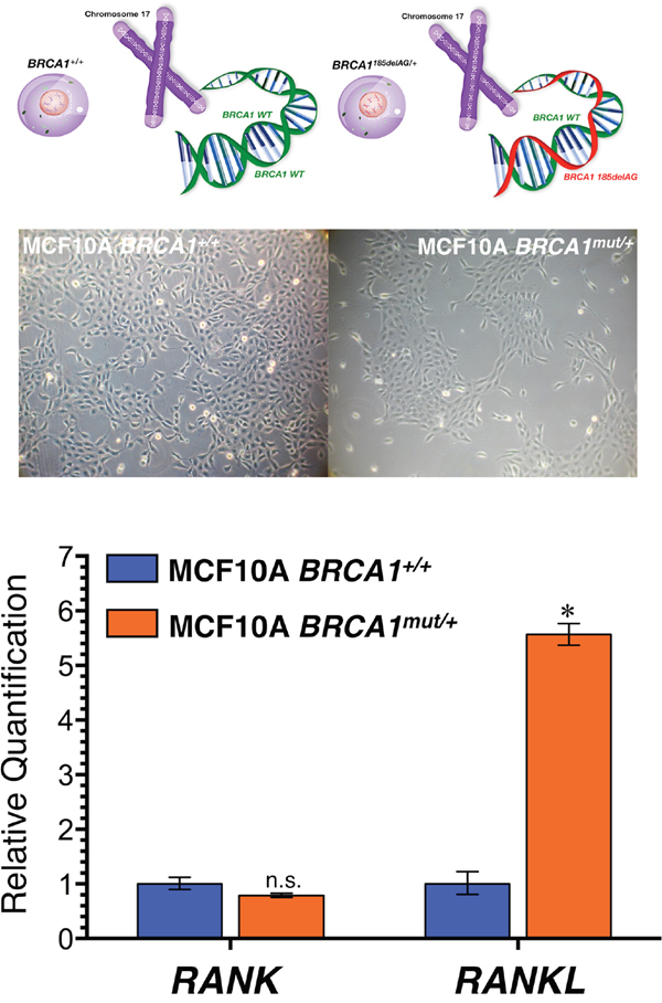 Mutation of a single allele of the cancer susceptibility gene BRCA1 leads to activation of RANKL expression in normal-like breast epithelial cells.