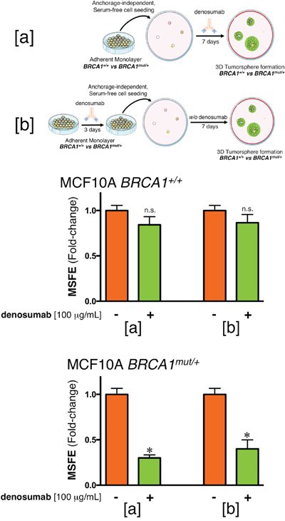 Denosumab significantly reduces mammosphere formation in BRCA1mut/+ breast epithelial cells.