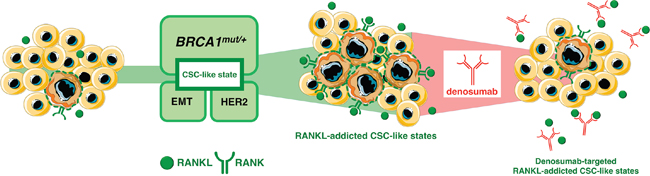 Autocrine/paracrine RANKL/RANK signaling: A shared denosumab-responsive CSC trait across multiple breast cancer subtypes.