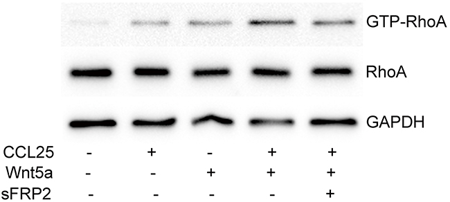 Effect of Wnt5a on CCL25-induced RhoA activation in MOLT4 cells.