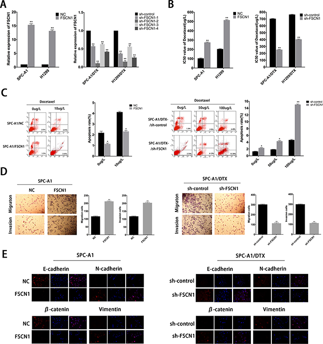 Roles of FSCN1 in chemoresistance and EMT process of docetaxel-resistant LAD cells.