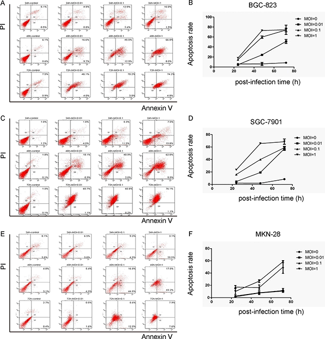 NDV-D90 induces gastric cancer cell apoptosis in vitro.