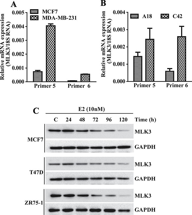 MLK3 expression is regulated by E2-ER axis: the MLK3 mRNA expression levels were quantified by Real Time PCR.