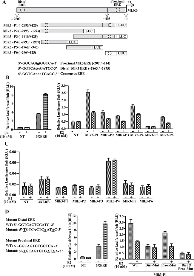 Estrogen Receptor regulates MLK3 promoter upon E2 treatment.