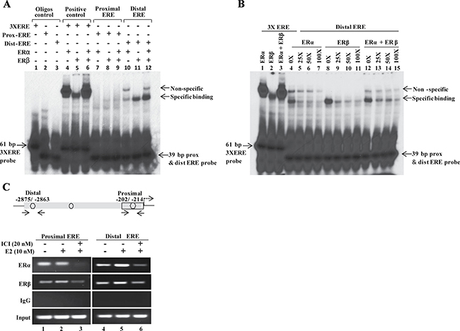 ER&#x03B1; and ER&#x03B2; directly interact with EREs on MLK3 promoter.