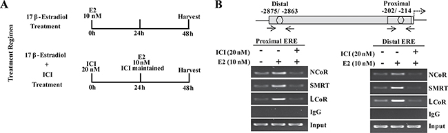 Transcriptional corepressors are recruited onto MLK3 promoter.