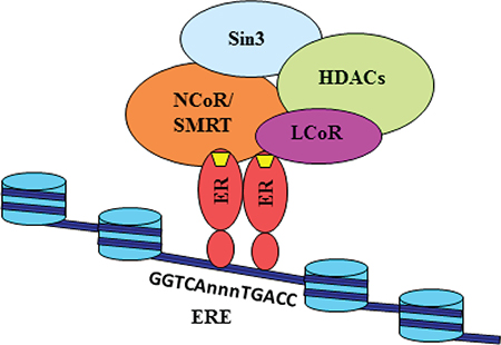 Model for the transcriptional repression of MLK3 gene.