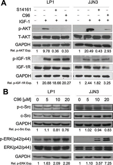 C96 inhibits AKT but not IGF-1R, ERK or c-Src kinase activation.