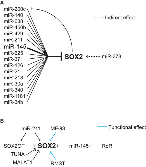 Regulation of SOX2 by miRNAs and lncRNAs.