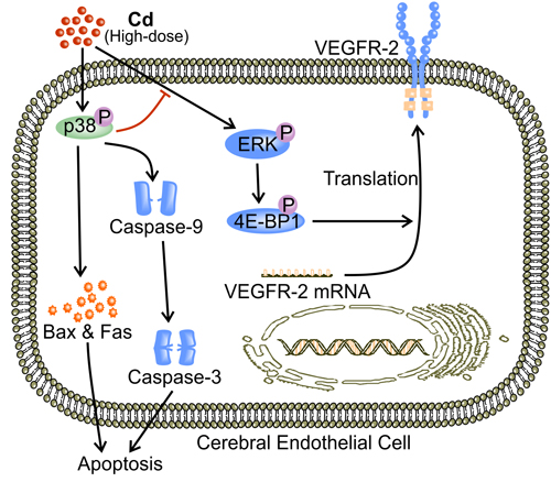 p38 MAPK mediates high-dose Cd induced EC apoptosis.