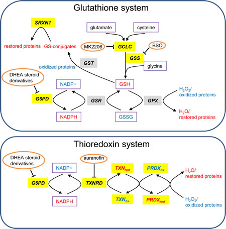 Glutathione and TXN systems.