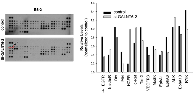 Effect of GALNT6 knockdown on RTK activity.