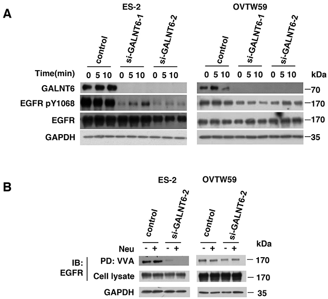 GALNT6 regulate EGFR activation via modulating O-glycosylation of EGFR.