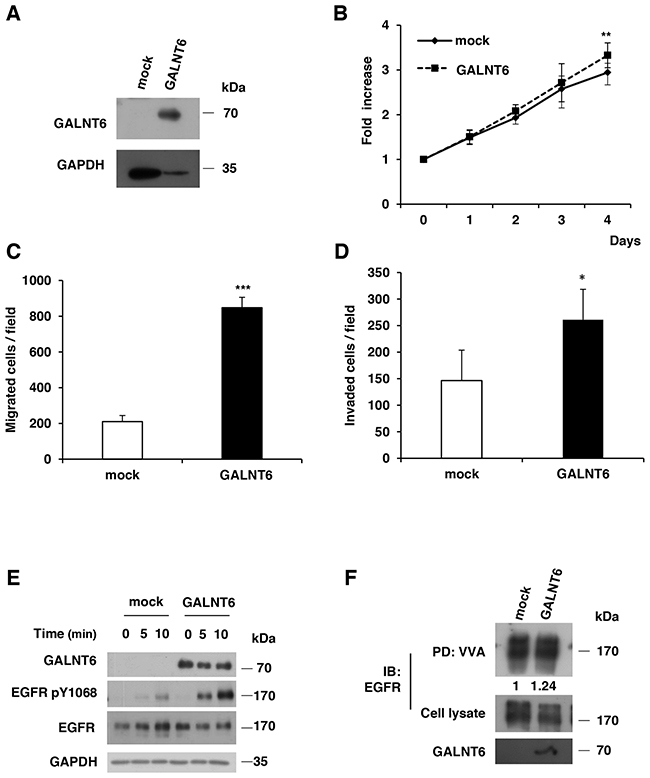 Overexpression of GALNT6 enhances malignant behaviors of SKOV3 cells.