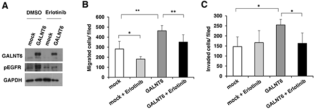 GALNT6-enhanced behaviors are inhibited by EGFR inhibitor.