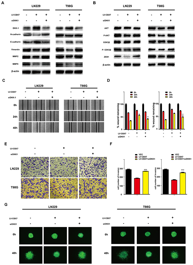 DKK-1 regulates the CBX7-mediated Wnt signaling pathway.