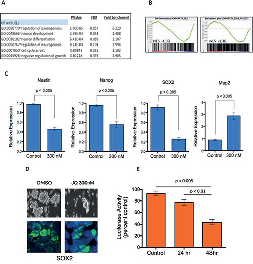JQ1 suppresses stem cell associated signaling and inhibits medulloblastoma tumor cell self-renewal.