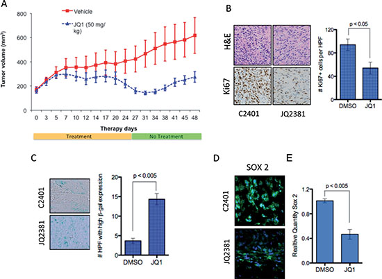 In vivo activity of JQ1 in medulloblastoma xenografts.