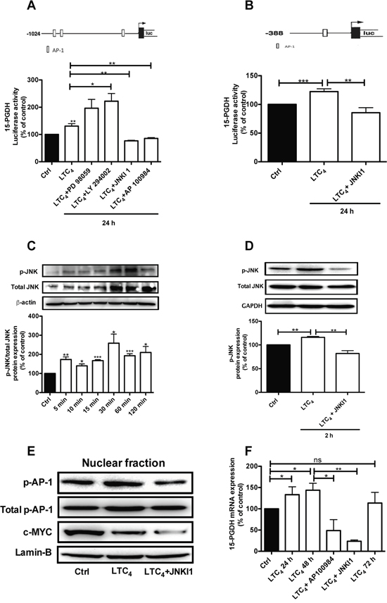 LTC4 induced 15-PGDH promoter activity in HT-29 cells.