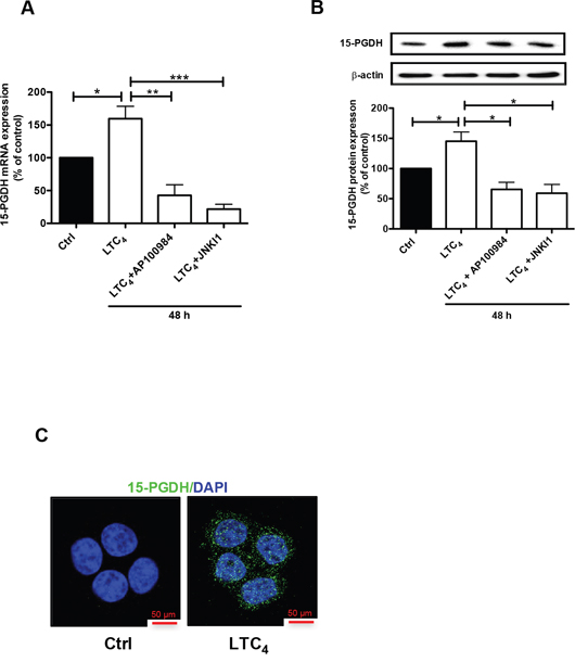 Effect of LTC4 on 15-PGDH expression in the colon cancer cell line Caco-2.