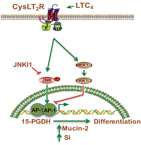 Schematic representation of the induction of 15-PGDH promoter activity by LTC4 via the CysLT2 receptor signaling pathway.