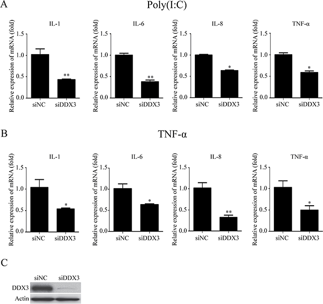The knockdown of DDX3 reduces the production of proinflammatory cytokines induced by poly(I:C) and TNF-&#x03B1;.