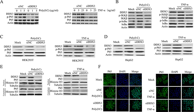 DDX3 regulates NF-&#x03BA;B signal pathway.