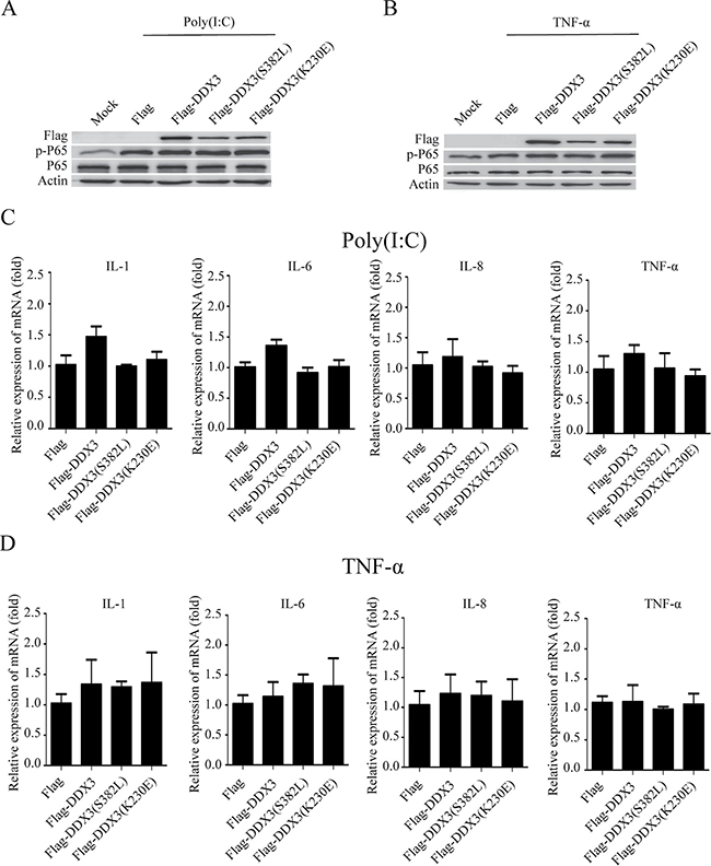 The ATPase and helicase activities of DDX3 do not influence NF-&#x03BA;B signal pathway.