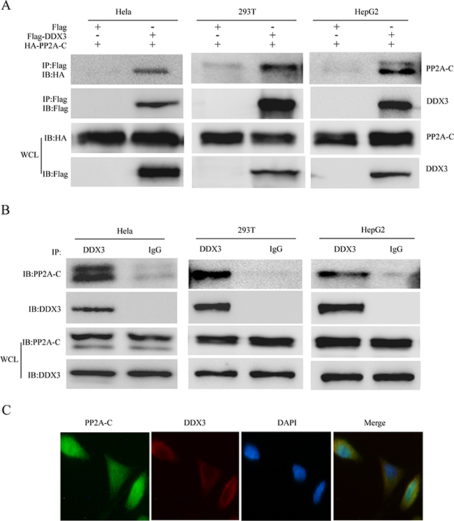 DDX3 interacts and colocalizes with PP2A-C.