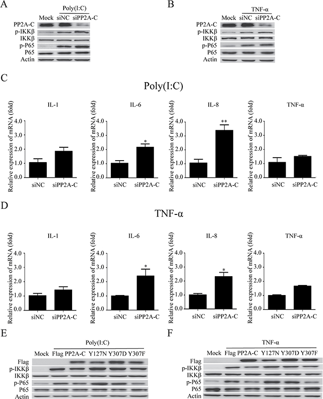 PP2A-C regulates the NF-&#x03BA;B signal pathway.