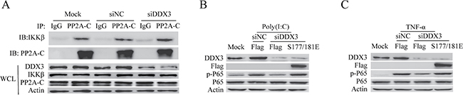 DDX3 regulates the interaction between IKK-&#x03B2; and PP2A-C.