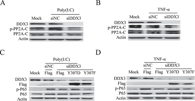 DDX3 controls the phosphorylation of PP2A-C.