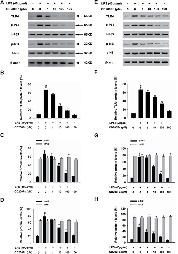 Effects of CD200Fc on the protein levels of TLR4, p-P65, t-P65, p-I-&#x03BA;B and t-I-&#x03BA;B in LPS-induced SiHa cells and Caski cells.