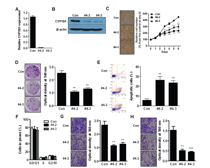 CYP1B1 inhibition suppresses in vitro tumorigenicity.