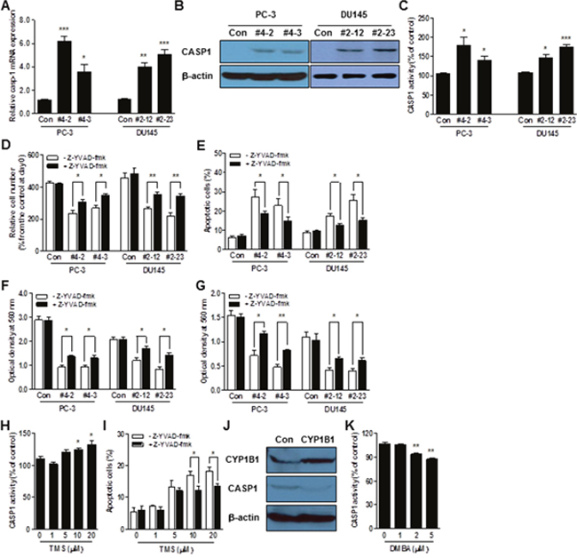 CASP1 is a functional target of CYP1B1.