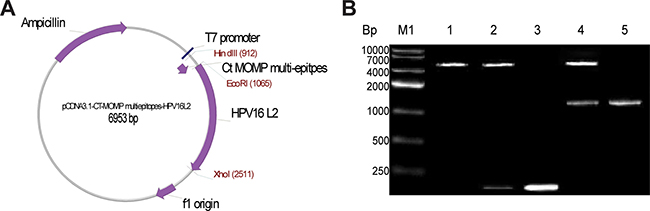 Schematic picture showing pcDNA3.1/MOMP/HPV16L2 plasmid structure and analysis of the plasmid components via enzyme digestion and PCR amplification.