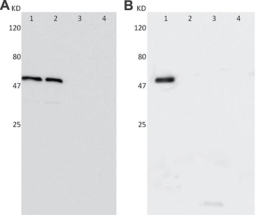 Western blot analysis showing the expression of Ct and HPV16L2 proteins in in COS-7 cells with the transfections.