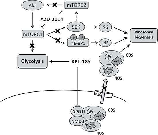 Combinational inhibition of XPO1 and mTOR impairs ribosomal biogenesis without glycolysis upregulation in MCL.