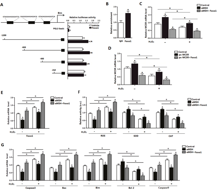 Effect of Foxo1 on Bim and &#x03B1;MSH in ROS-induced apoptosis.