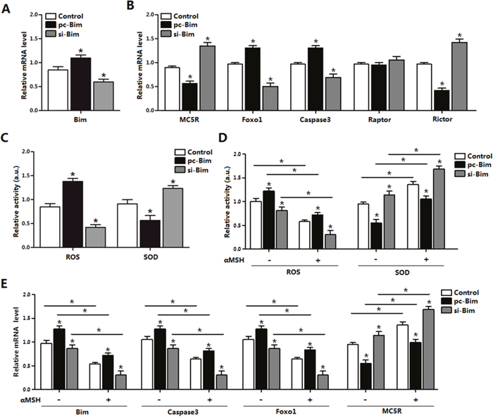 &#x03B1;MSH inhibited apoptosis through reducing Bim and Foxo1 expression.