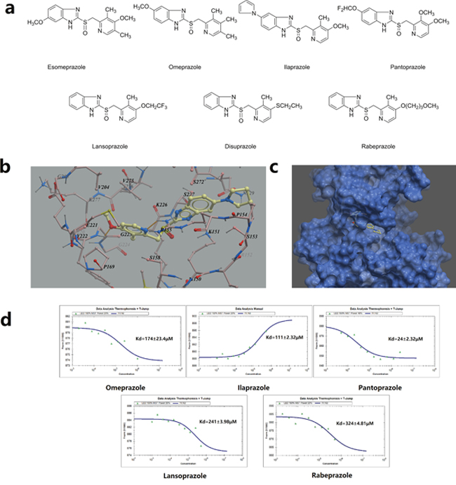 Virtual ligand screening and MST assay identifies the binding of ilaprazole to TOPK.