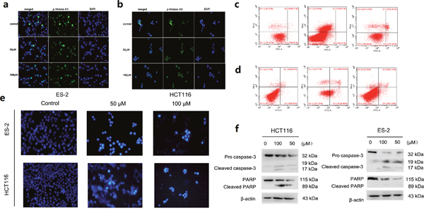 Suppression of TOPK activities and induces apoptosis after treatment with Ilaprazole.