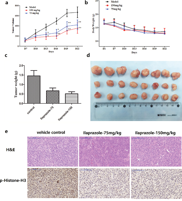 Effect of ilaprazole on colon cancer growth in an HCT116 xenograft mouse model.