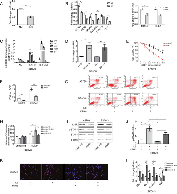 IL-6 induces cDDP resistance of EOC cells through direct repression of miR-204 by STAT3.