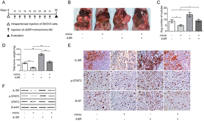 Effect of miR-204 on tumor growth in vivo combined with cDDP.