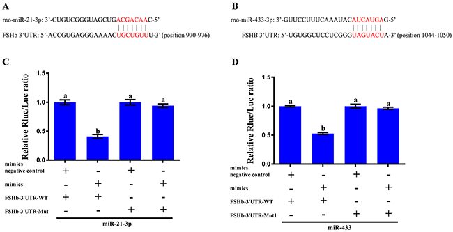 In vitro validation of the interaction between the miRNAs and FSHb.