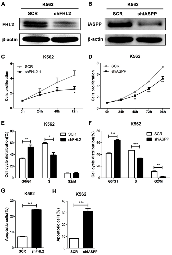 Silence of FHL2 or iASPP in K562 cells reduces cell proliferation, induces cell cycle arrest at G0/G1 phase, and increases cell apoptosis.